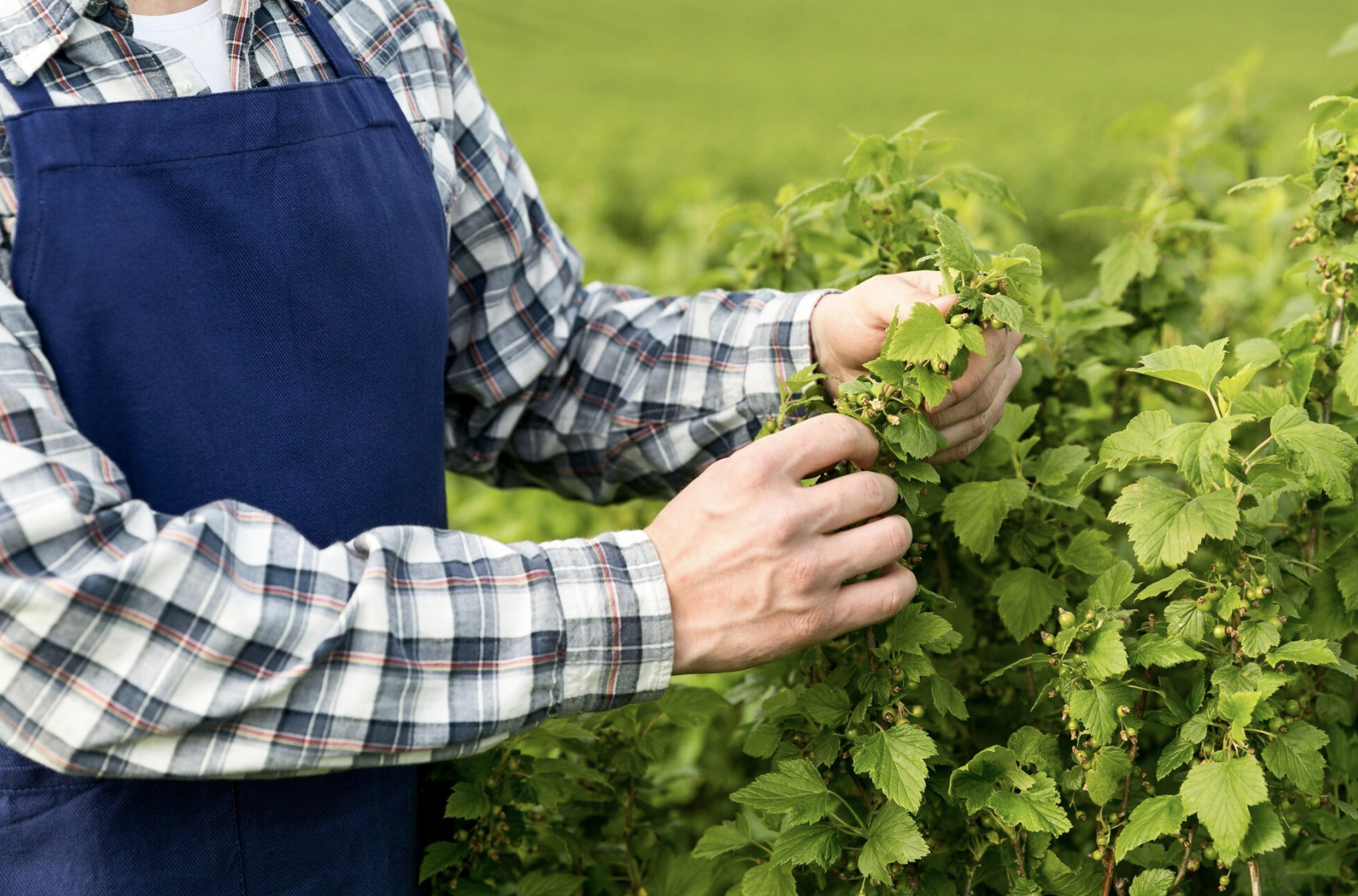 How to Care for Your Soil Naturally — A Friendly Guide for Farmers and Growers