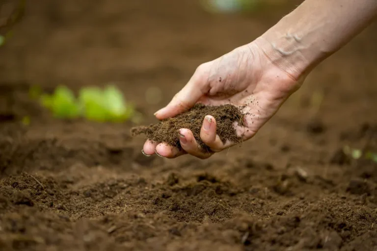 How to Care for Your Soil Naturally — A Friendly Guide for Farmers and Growers