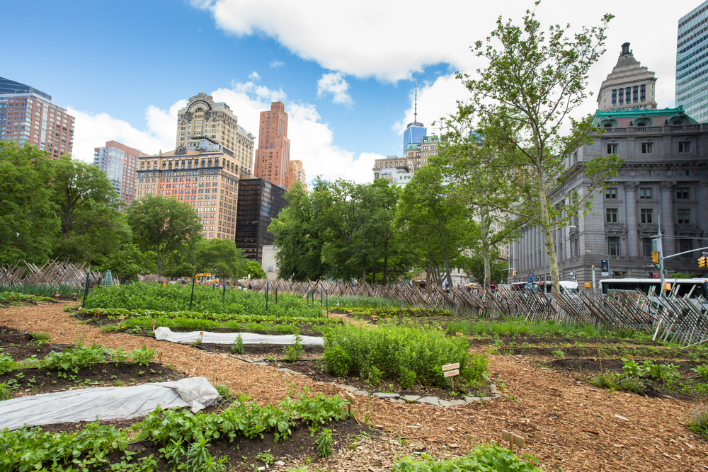 Growing Food in the City: A Gentle Start to Urban Farming